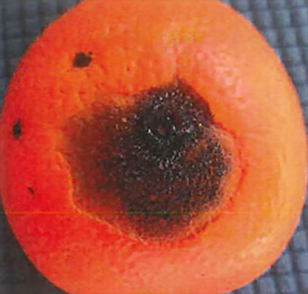 Danno causato da grandine che ha permesso l'invasione del fungo responsabile dell'antracnosi